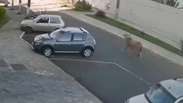 Homem &eacute; atingido por boi solto em rua de Minas Gerais; c&acirc;meras registram momento