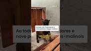 V&iacute;deo mostra treinamento dos novos filhotes do Batalh&atilde;o de A&ccedil;&otilde;es com C&atilde;es da PM no Rio #shorts
