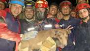 Cachorro &eacute; resgatado em meio a escombros ap&oacute;s terremotos na Venezuela