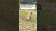 Gatinho laranja surpreende ao encarar cobra venenosa em parque na China #shorts