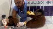 Filhote de macaco-prego &eacute; resgatado e recebe tratamento ap&oacute;s ser atropelado em estrada no Par&aacute;