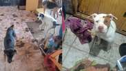 Mais de 25 animais s&atilde;o resgatados em situa&ccedil;&atilde;o de abandono em S&atilde;o Paulo