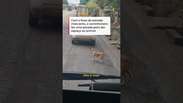 Caminhoneiro deixa cachorro passar em meio ao tr&acirc;nsito de rodovia em MG #shorts