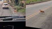 Caminhoneiro deixa cachorro passar em meio ao tr&acirc;nsito de rodovia em MG
