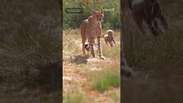 Sete filhotes de guepardo nascem em zool&oacute;gico no Reino Unido em projeto de conserva&ccedil;&atilde;o #shorts