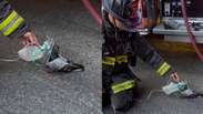 Bombeiros usam m&aacute;scara de oxig&ecirc;nio em pombo que passou mal ap&oacute;s inalar fuma&ccedil;a nos EUA