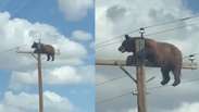 Urso sobe em poste de energia e mobiliza equipes de resgate nos EUA