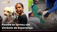 C&atilde;ozinho &eacute; resgatado com vida dos escombros 29 dias ap&oacute;s terremoto na Venezuela e emociona #shorts