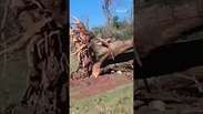 Casas destelhadas, &aacute;rvores arrancadas: v&iacute;deos mostram destrui&ccedil;&atilde;o causada por tornado no RS #shorts
