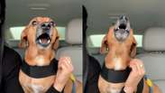 Curtindo a sofr&ecirc;ncia? Cachorrinho &lsquo;canta&rsquo; Evid&ecirc;ncias ao lado da tutora e diverte a web