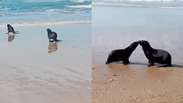 Lobos-marinhos se reencontram e d&atilde;o 'beijinho' ap&oacute;s soltura em Florian&oacute;polis