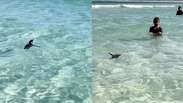 Pinguim &eacute; visto nadando em meio aos banhistas em Arraial do Cabo, no RJ
