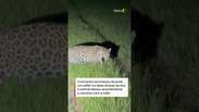 On&ccedil;a-pintada passa a poucos metros de carro com turistas no Pantanal #shorts