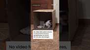 Cachorrinha de tr&ecirc;s meses se empolga demais ao descobrir caixa de papel&atilde;o em casa #shorts