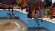 Bombeiros usam escavadeira para resgatar boi que caiu em piscina em Mato Grosso