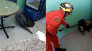 Tamandu&aacute;-bandeira &eacute; resgatado dentro de cozinha de clube em Caldas Novas (GO); veja