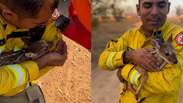 Brigadistas resgatam filhote de veado-campeiro durante inc&ecirc;ndio na zona rural de Palmas (TO)