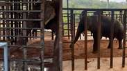 Elefante Sandro toma 'banho de terra' em 1&ordm; ato ap&oacute;s chegar a santu&aacute;rio em Mato Grosso