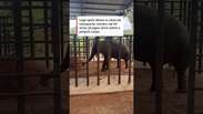 Elefante Sandro toma 'banho de terra' logo ap&oacute;s chegar a santu&aacute;rio em Mato Grosso #shorts