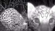 V&iacute;deo mostra filhote de on&ccedil;a-pintada brincando com troncos em frente &agrave; c&acirc;mera no Pantanal