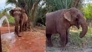 Elefante Sandro curte os primeiros dias em seu novo lar com passeios ao ar livre e melancia