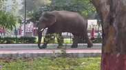 Elefante &eacute; flagrado fazendo &lsquo;passeio&rsquo; por parque na &Iacute;ndia; veja v&iacute;deo
