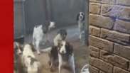 Maus-tratos a animais: fam&iacute;lia &eacute; condenada por manter 84 c&atilde;es em condi&ccedil;&otilde;es prec&aacute;rias