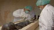 Tutankamon morreu de malária, revela estudo