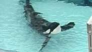 Orca mata treinadora no parque SeaWorld