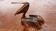 Vazamento de petróleo atinge santuário de aves nos EUA