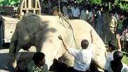 Sete elefantes morrem atropelados na Índia