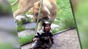 Enganada por vidro, leoa tenta comer bebê