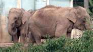 Provável sacrifício de elefantes gera polêmica na França
