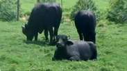 Carne de búfalo tem 55% menos calorias; conheça