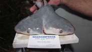 Cientistas divulgam imagens de tubarão de duas cabeças