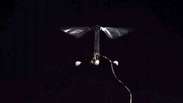 Cientista divulga vídeo do menor robô-voador do mundo