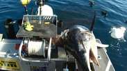Tubarão tenta roubar peixe de pescadores; veja
