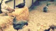 Gisele Bündchen pega ovos no galinheiro e posta vídeo no Instagram