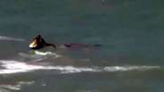 Veja imagens do ataque de tubarão que matou jovem no Recife