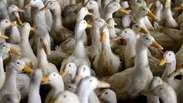 Nova gripe aviária é transmitida pela 1ª vez entre humanos; entenda