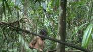 Funai faz primeira filmagem de tribo que vive isolada na Amazônia