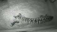 Câmeras flagram nascimento de tigre raro em zoo de Londres