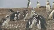 Milhares de pinguins lotam ilha e acabam morrendo devido ao aquecimento global