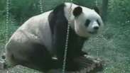Panda com depressão ganha parque de diversões