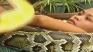 Zoológico oferece massagem relaxante com cobras