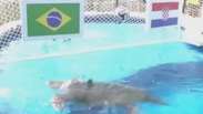 Tartaruga "Cabeção" prevê vitória do Brasil sobre a Croácia