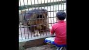 Tigre ataca menino em zoológico no Paraná