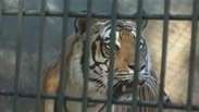 Tigre Hu volta a ser exposto no zoo de Cascavel
