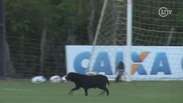Cachorro invade treino do Flamengo e rouba a cena