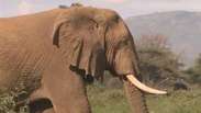 Interesse pelo marfim pode levar elefantes a extinção